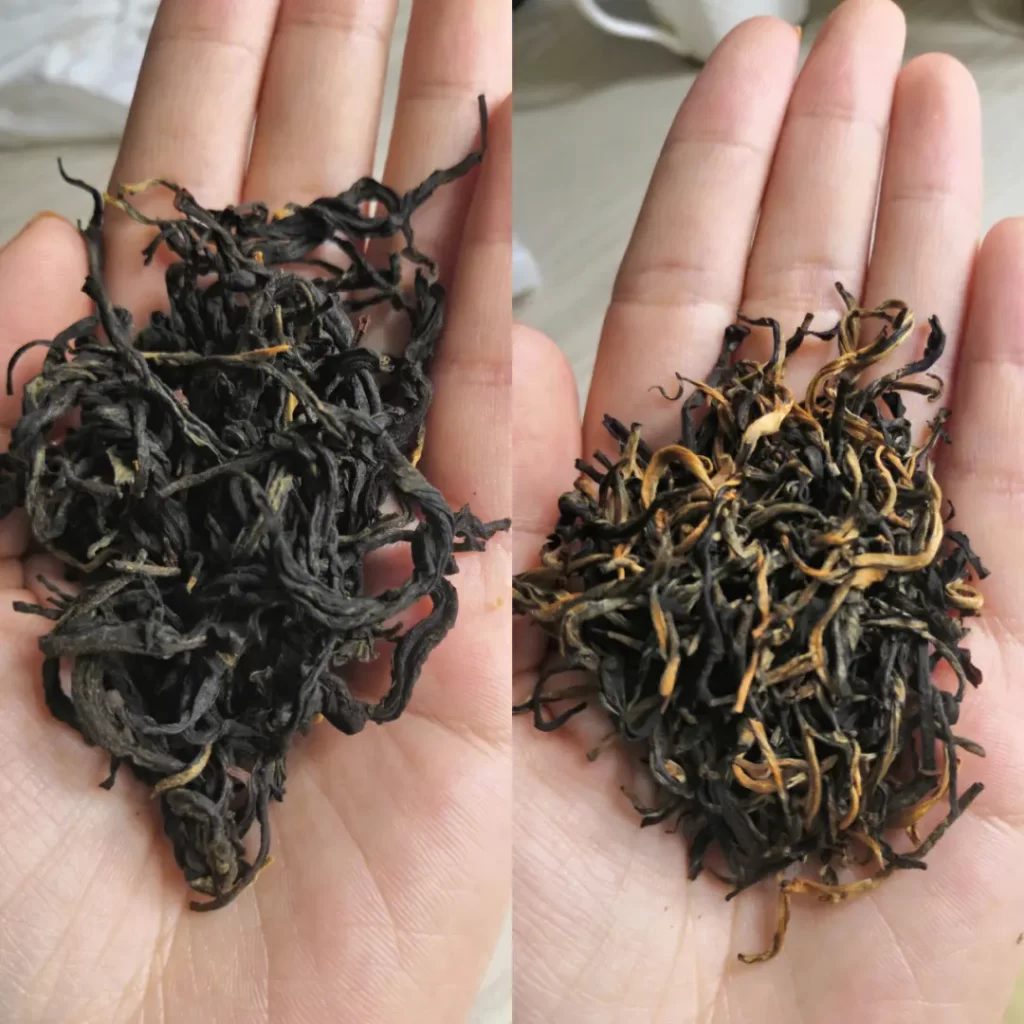 英红九号如何分辨春秋茶？